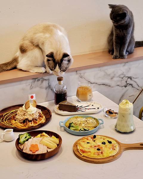 台南寵物友善餐廳，一次滿足３種願望，撸貓玩狗及餵食吃飯，魔法