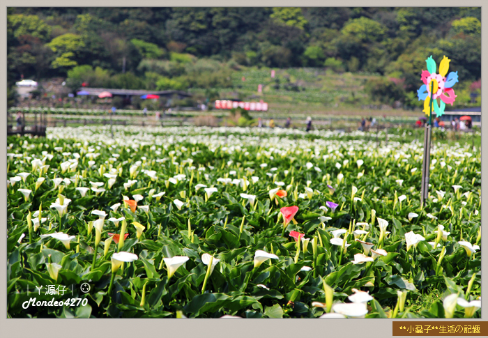 陽明山竹子湖海芋04