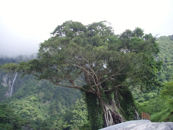 麻荖漏地標_白楊樹