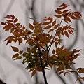 DSC_0915.JPG
