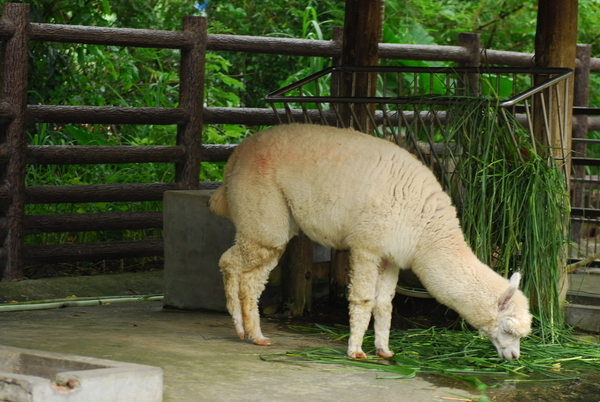 DSC_0242.JPG