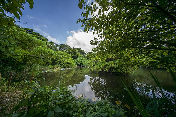 高雄景點左營洲仔濕地