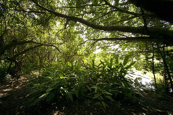 高雄景點左營洲仔濕地