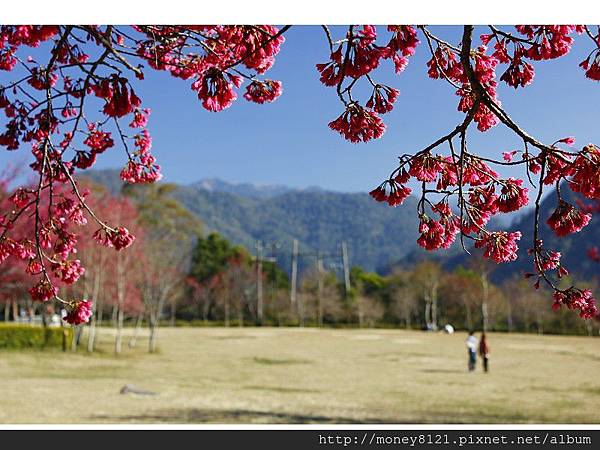 2014.01.23奧萬大賞櫻花 (21).jpg