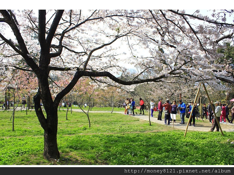 2014.03.18阿里山賞櫻 ~.jpg