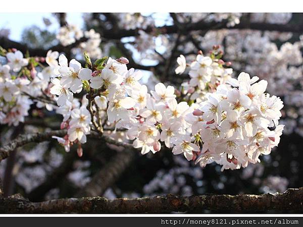 2014.03.18阿里山賞櫻 ~ (30).jpg