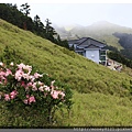 2014.05.17合歡東賞杜鵑 ~ (2).jpg