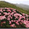 2014.05.17合歡東賞杜鵑 ~ (6).jpg