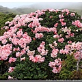 2014.05.17合歡東賞杜鵑 ~ (7).jpg