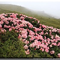 2014.05.17合歡東賞杜鵑 ~ (8).jpg