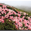 2014.05.17合歡東賞杜鵑 ~ (9).jpg
