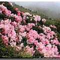2014.05.17合歡東賞杜鵑 ~ (12).jpg