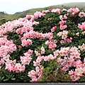 2014.05.17合歡東賞杜鵑 ~ (14).jpg