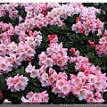 2014.05.17合歡東賞杜鵑 ~ (16).jpg