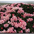 2014.05.17合歡東賞杜鵑 ~ (18).jpg