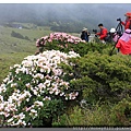 2014.05.17合歡東賞杜鵑 ~ (21).jpg