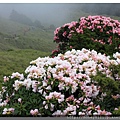 2014.05.17合歡東賞杜鵑 ~ (22).jpg