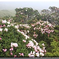 2014.05.17合歡東賞杜鵑 ~ (25).jpg