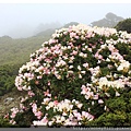 2014.05.17合歡東賞杜鵑 ~ (27).jpg