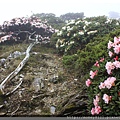 2014.05.17合歡東賞杜鵑 ~ (28).jpg