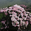 2014.05.17合歡東賞杜鵑 ~ (40).jpg