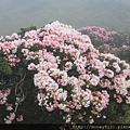 2014.05.17合歡東賞杜鵑 ~ (41).jpg