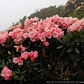 2014.05.17合歡東賞杜鵑 ~ (42).jpg