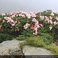 2014.05.17合歡東賞杜鵑 ~ (44).jpg