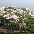 2014.05.17合歡東賞杜鵑 ~ (45).jpg