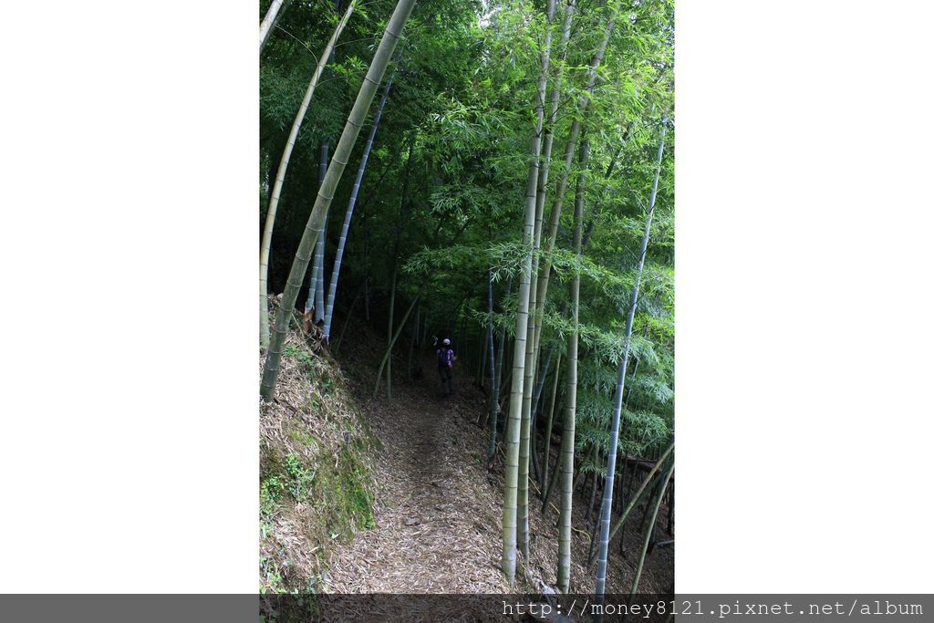 103.07.19橫嶺山木馬古道~ (8).jpg