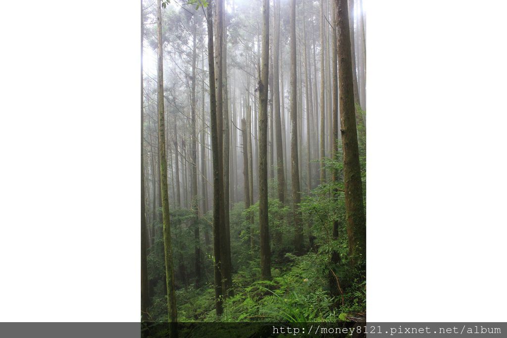 103.07.19橫嶺山木馬古道~ (26).jpg