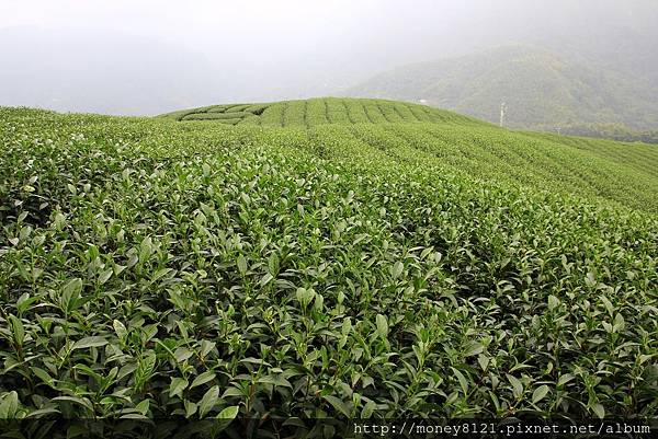 南投八卦茶園 (15).jpg