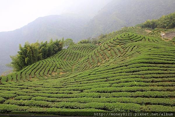 南投八卦茶園 (21).jpg