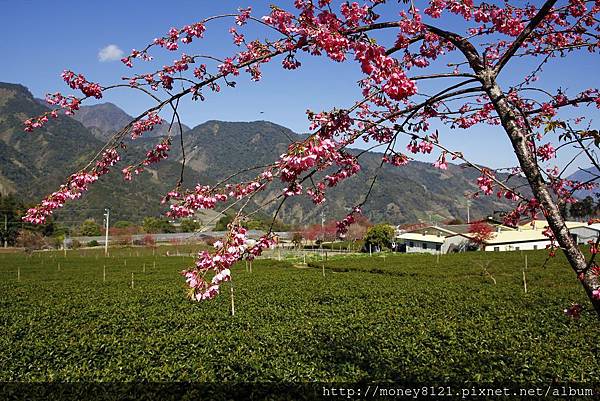 2015.02.02草坪頭賞櫻景 (5).jpg