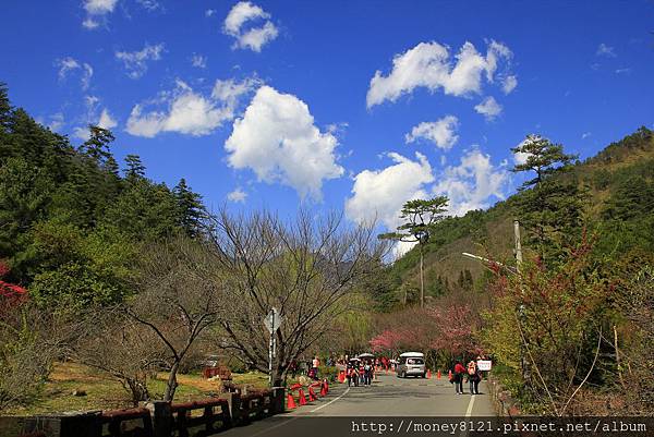 2015.02.28武陵賞櫻花~ (1).jpg