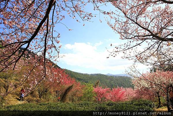 2015.02.28武陵賞櫻花~ (9).jpg