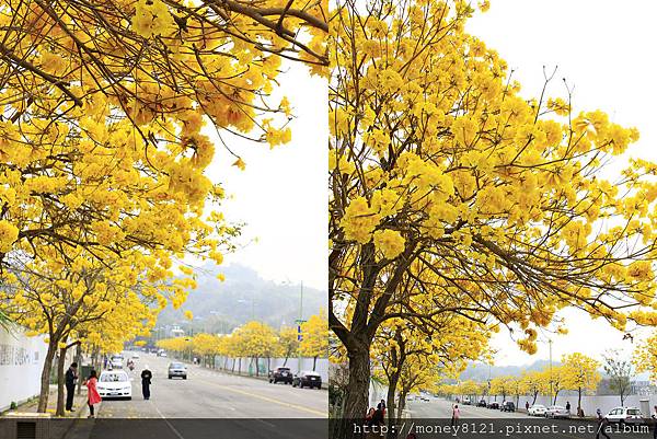 2015.03.07黃花風鈴木 (2).jpg