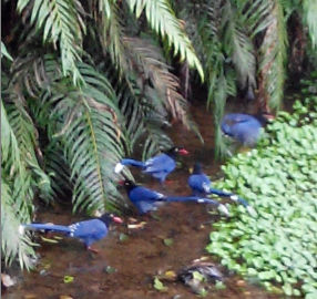 111藍鵲覓食 111藍鵲覓食