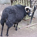 black sheep