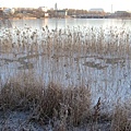 IMG_3637.jpg