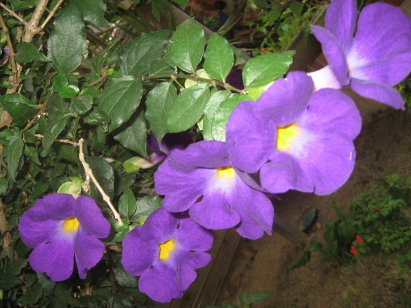 牽牛花?