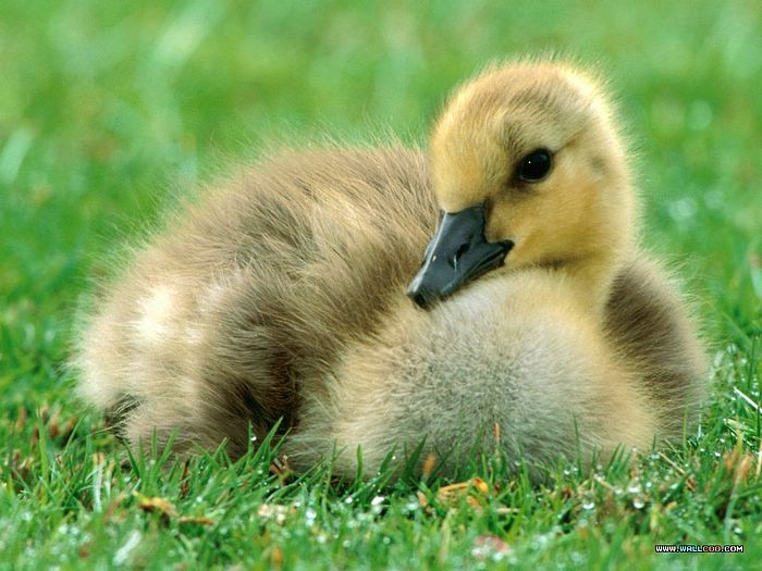 Canada_Gosling_1024x768.jpg