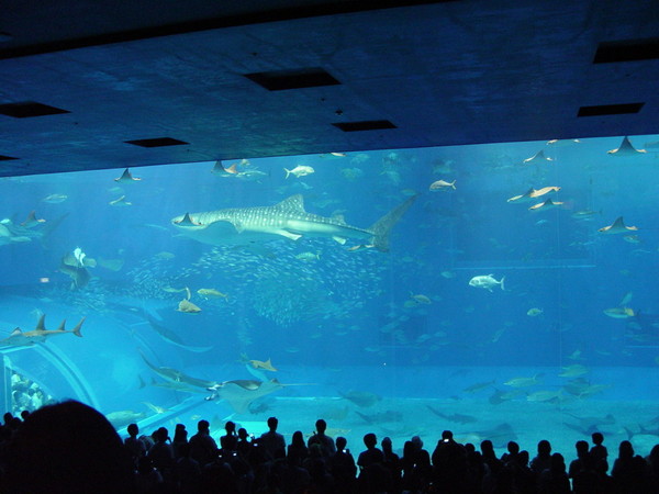 像電影院一樣的大型水族箱