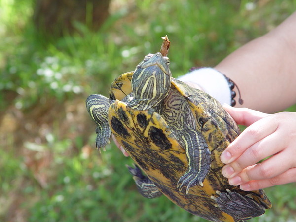 野外動物專家阿米巴