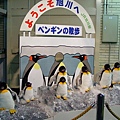 旭山動物園