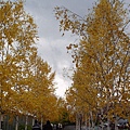 黃色的樹葉