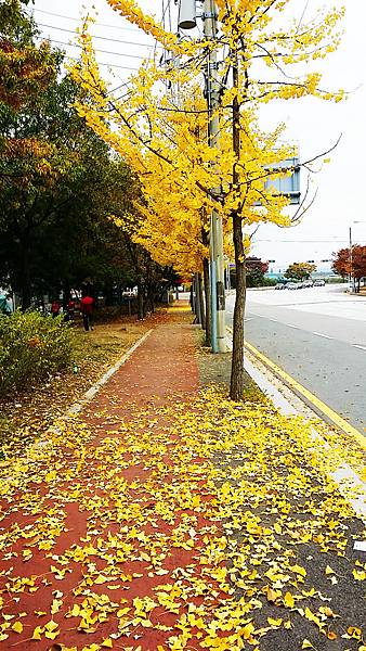 坡州普羅旺斯村