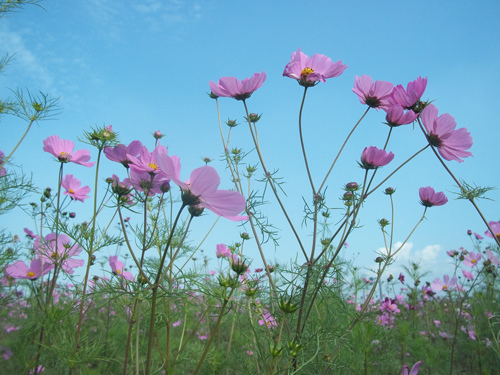 波斯菊