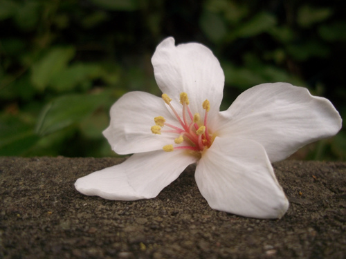 油桐花