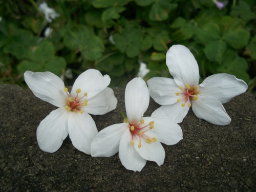 油桐花1